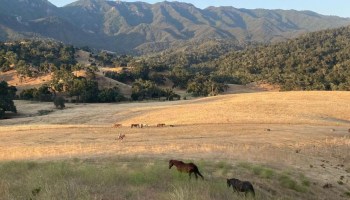 the-alisal-santa-ynez-valley