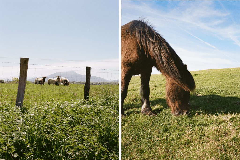 Life in Biarritz in summer