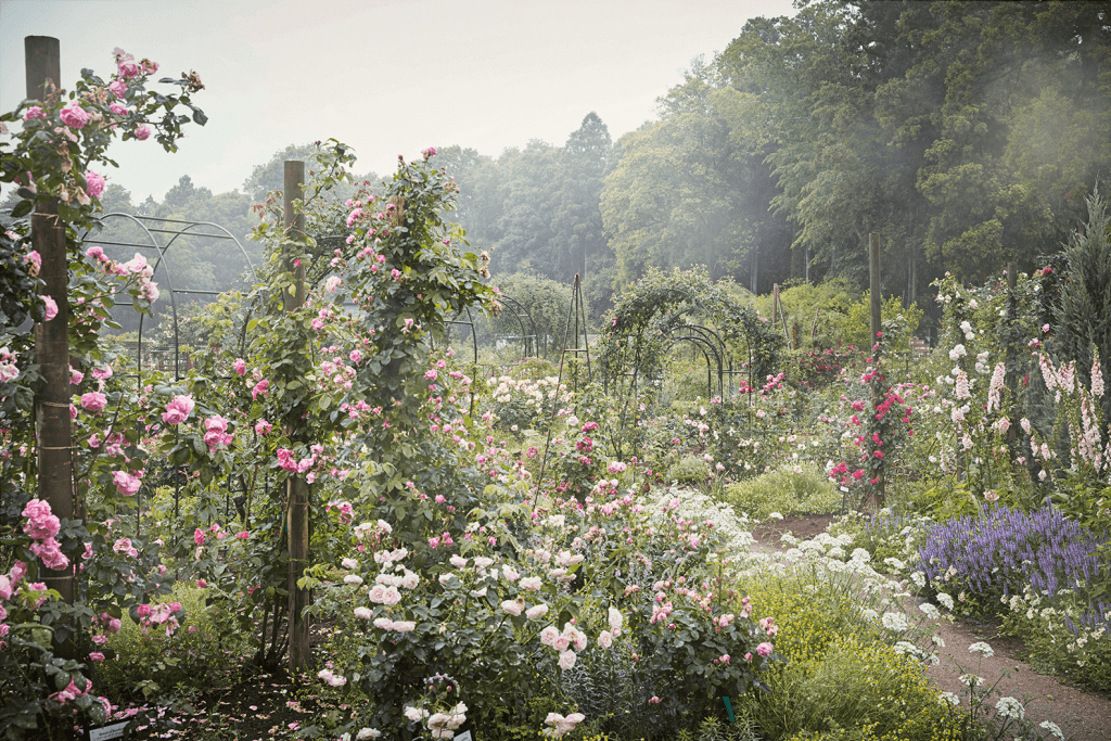 Roses-book-by-Ngoc-Minh-Ngo-Sakura_2023_0520_006_HR copy